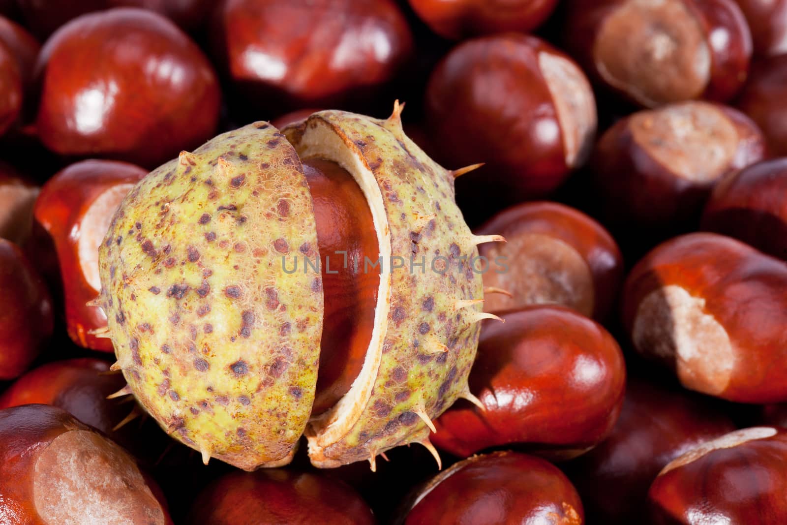 background of young chestnuts macro