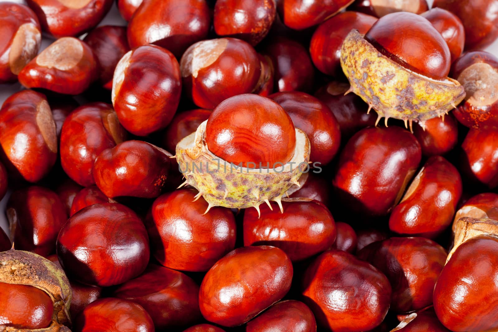background of young chestnuts macro