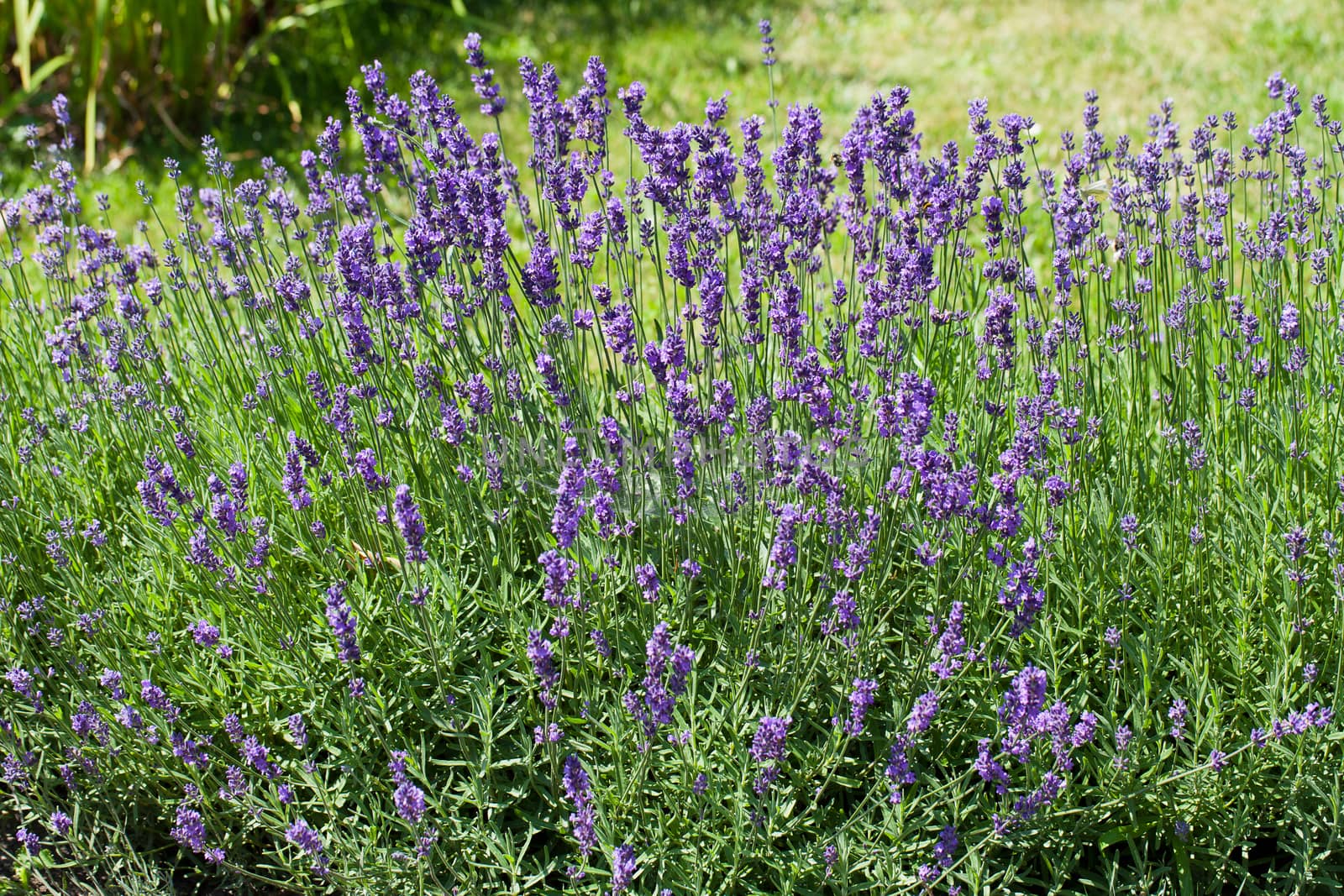 field of blooming violet lavender 
