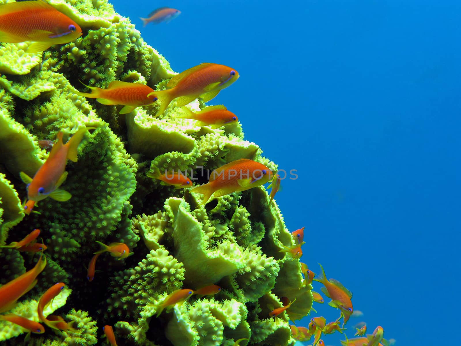 coral reef with great yellow  coral Turbinaria reniformis with exotic fishes anthias in tropical sea