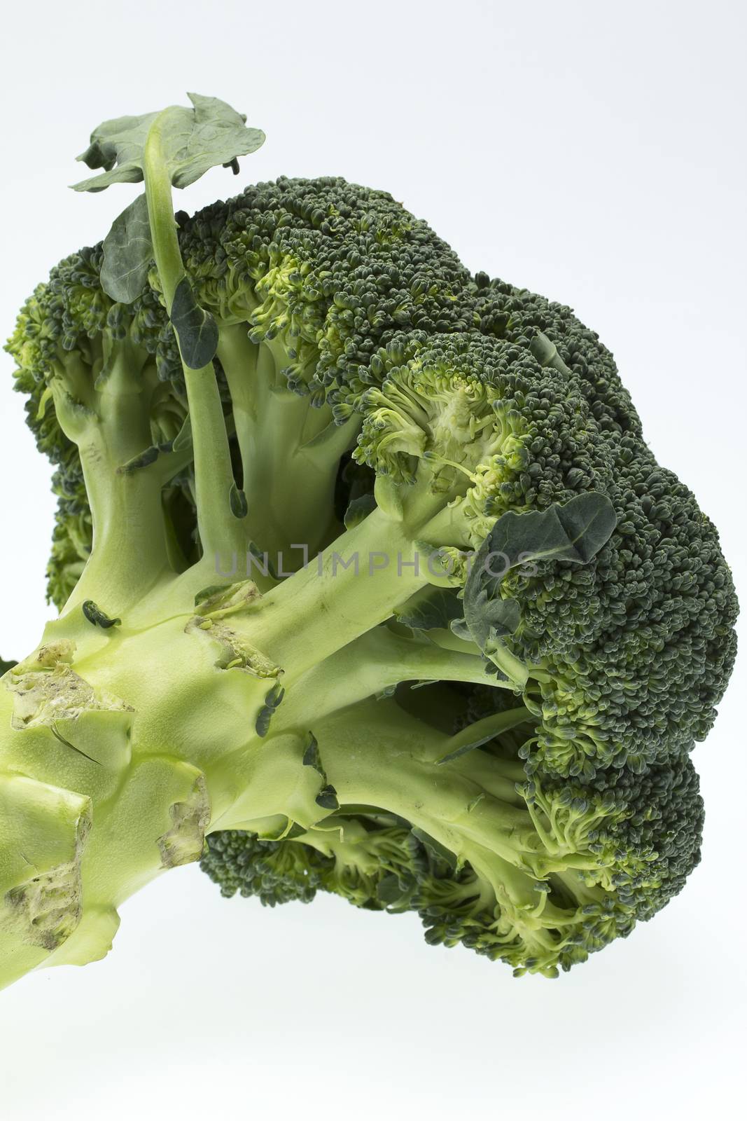 vegetable broccoli  on white backround