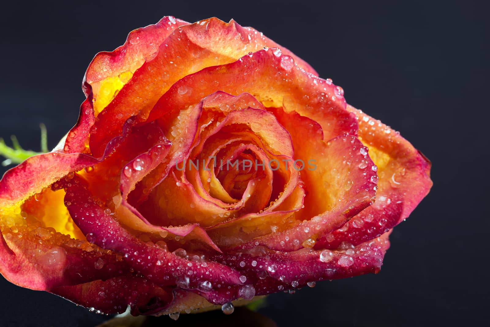 single frozen flower of rose isolated on a black background - macro