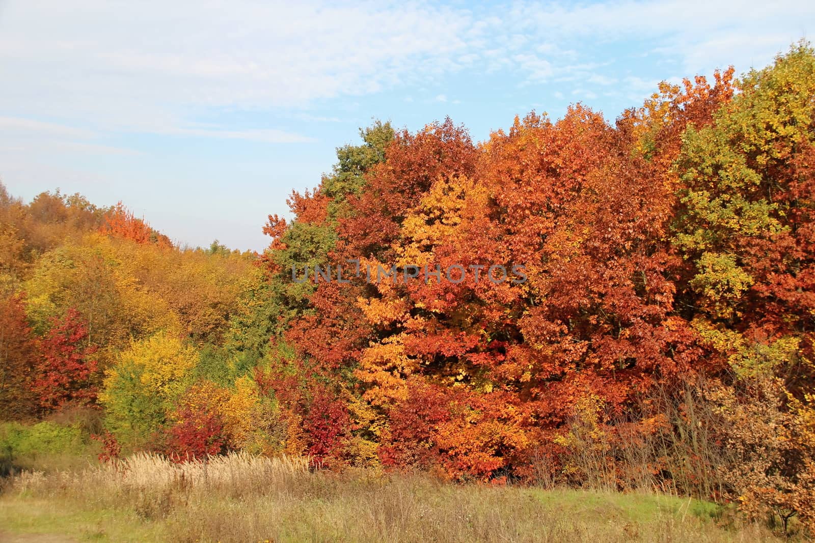 Autumn Colourful Leafs by Dermot68