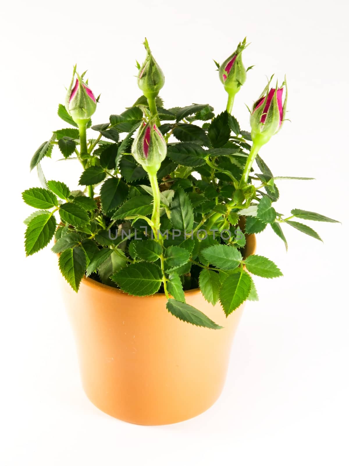 Photo presents details of red rose and orange flowerpot on the white background.