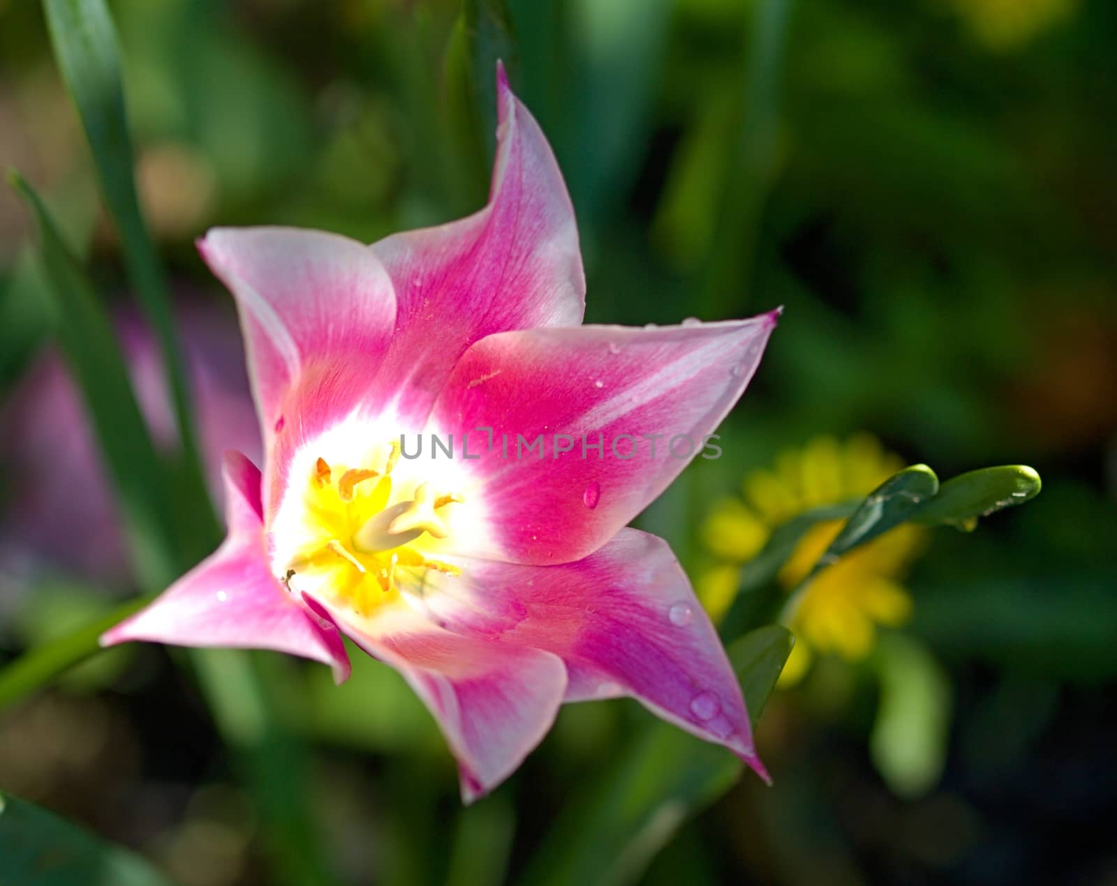 Photo shows details of various tulip flowers.