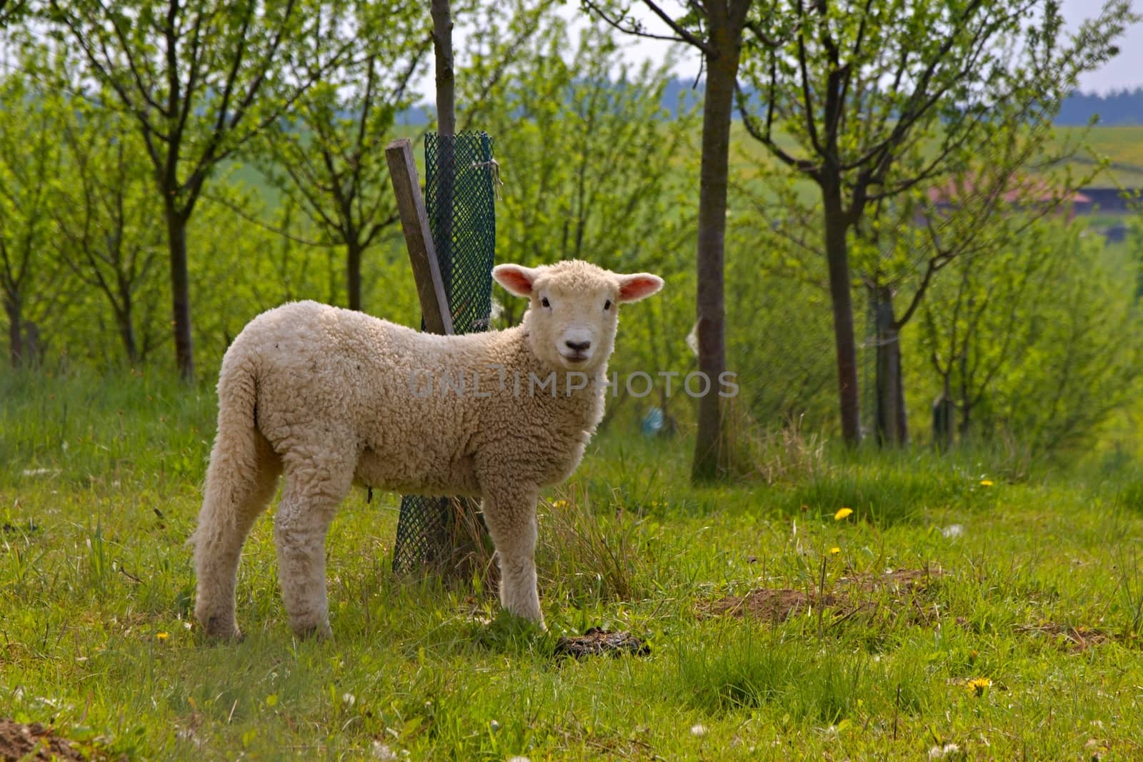 Photo shows young white sheep inm the green park.