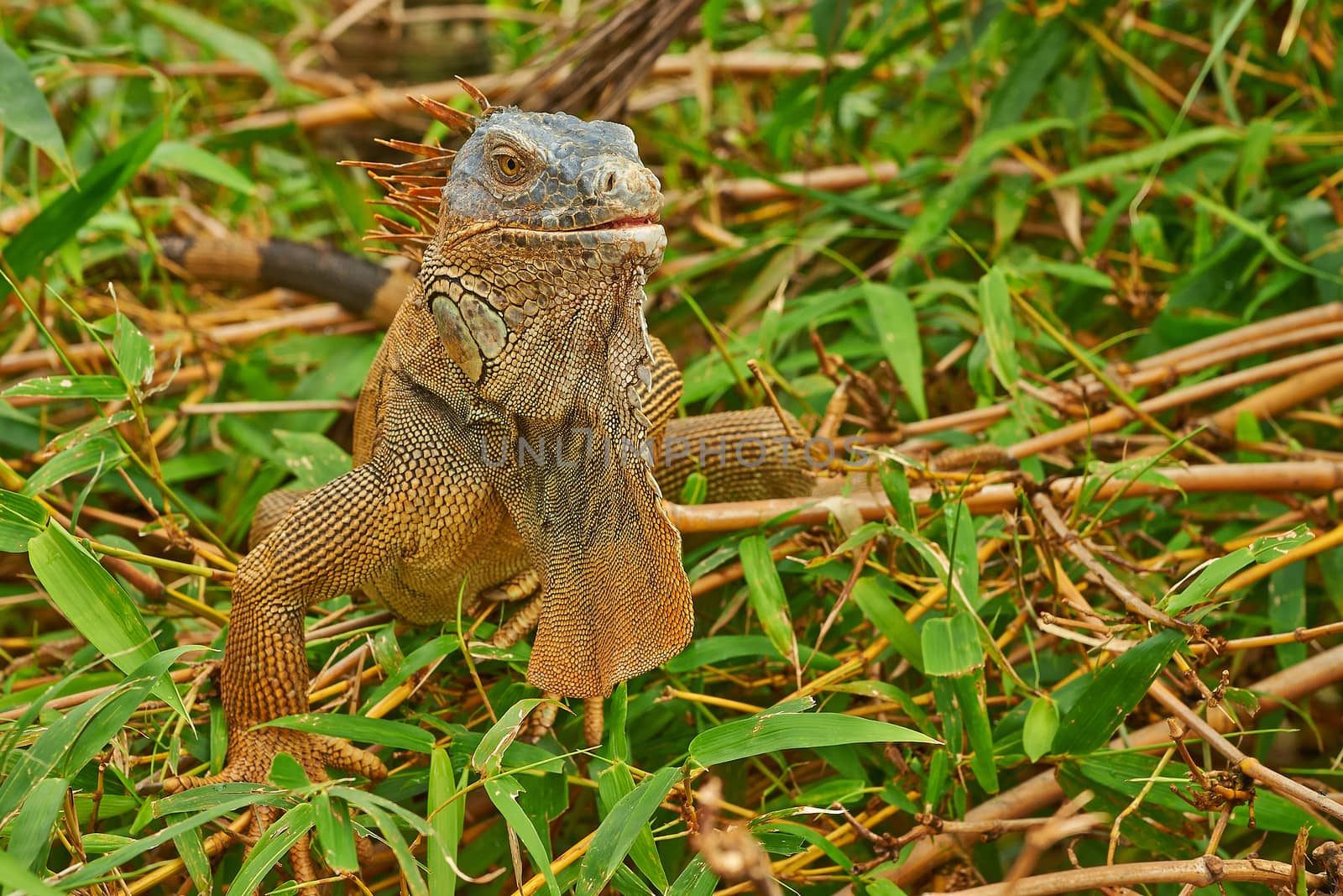 Closeup of a green iguana basking in a tree.