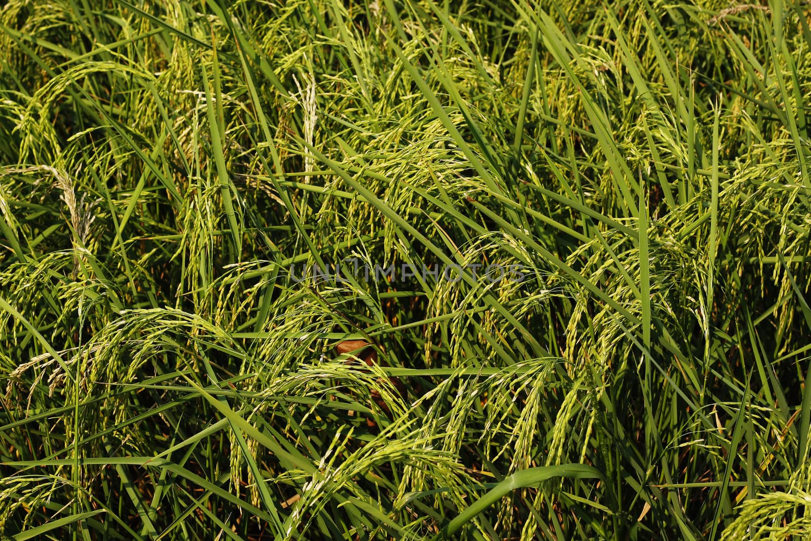 Close up rice plant in a filed.
