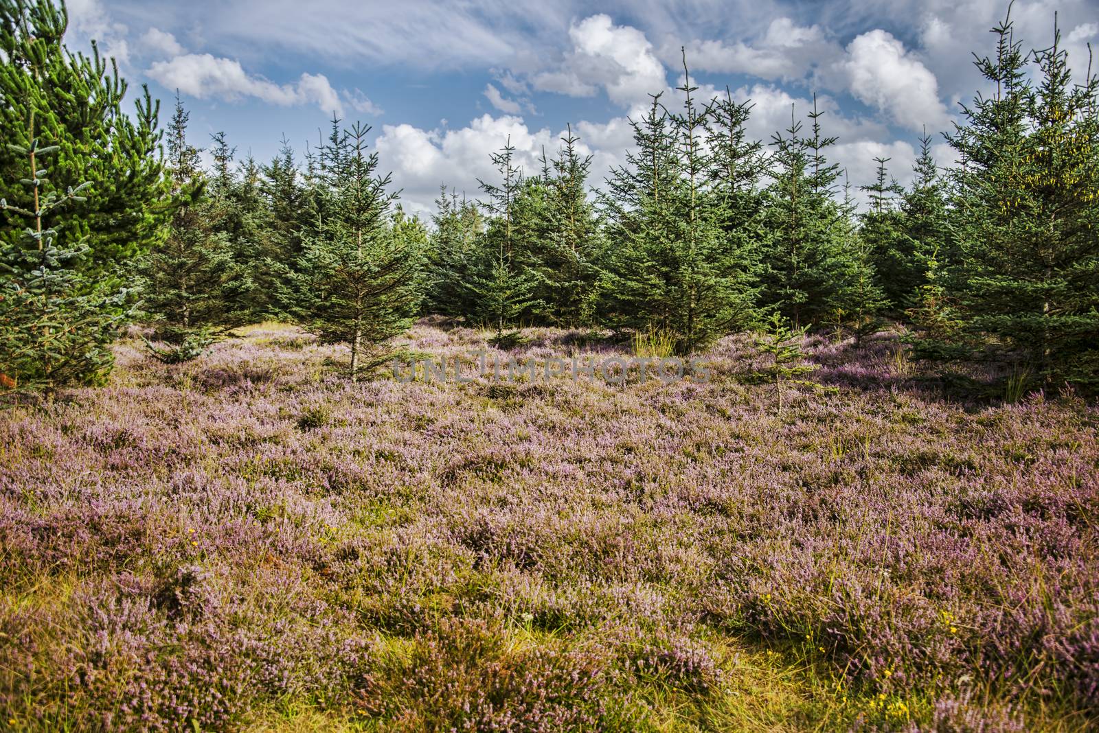 A pine forest with a floor of purple heather