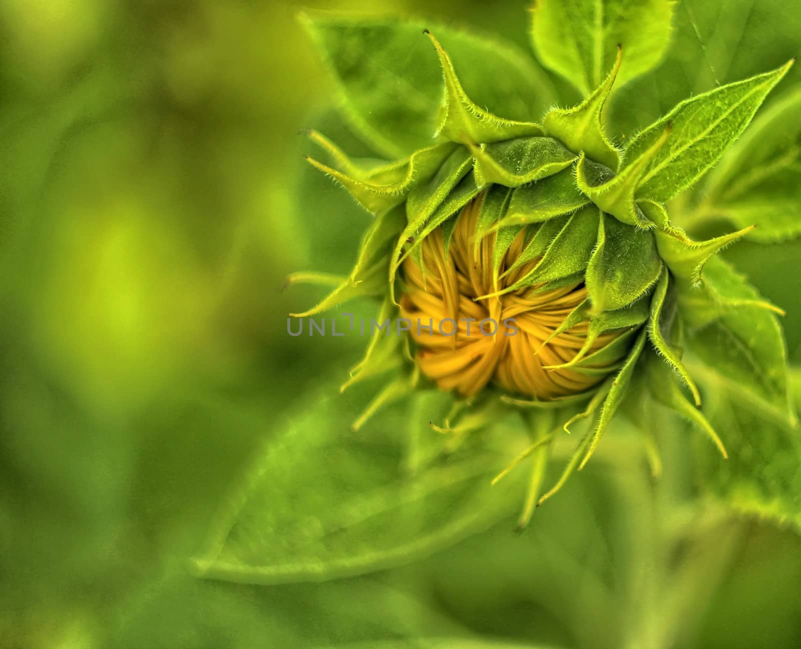 Sunflower surrounded by green leaves by sanzios