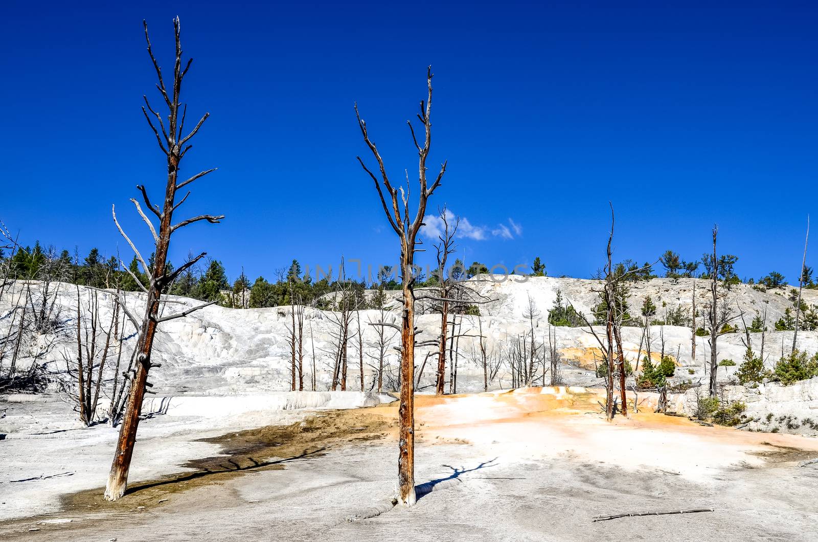 Landscape view of Angel terrace and dead trees in Yellowstone NP, Wyoming, USA