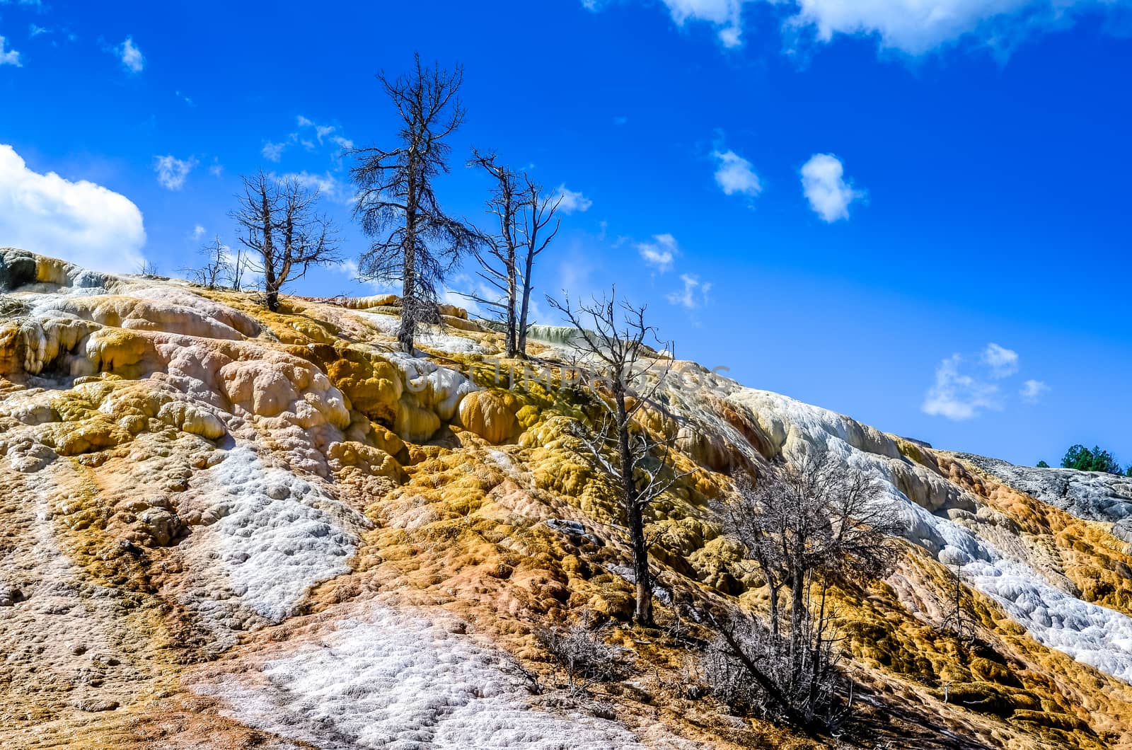 Scenic view of geothermal land and dry trees in Yellowstone NP by martinm303