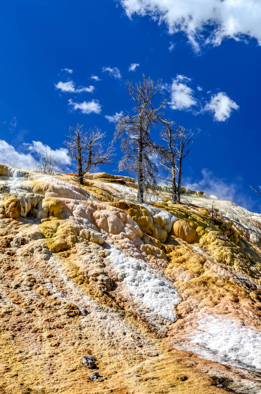 Scenic view of geothermal land and dry trees in Yellowstone NP, Wyoming, USA