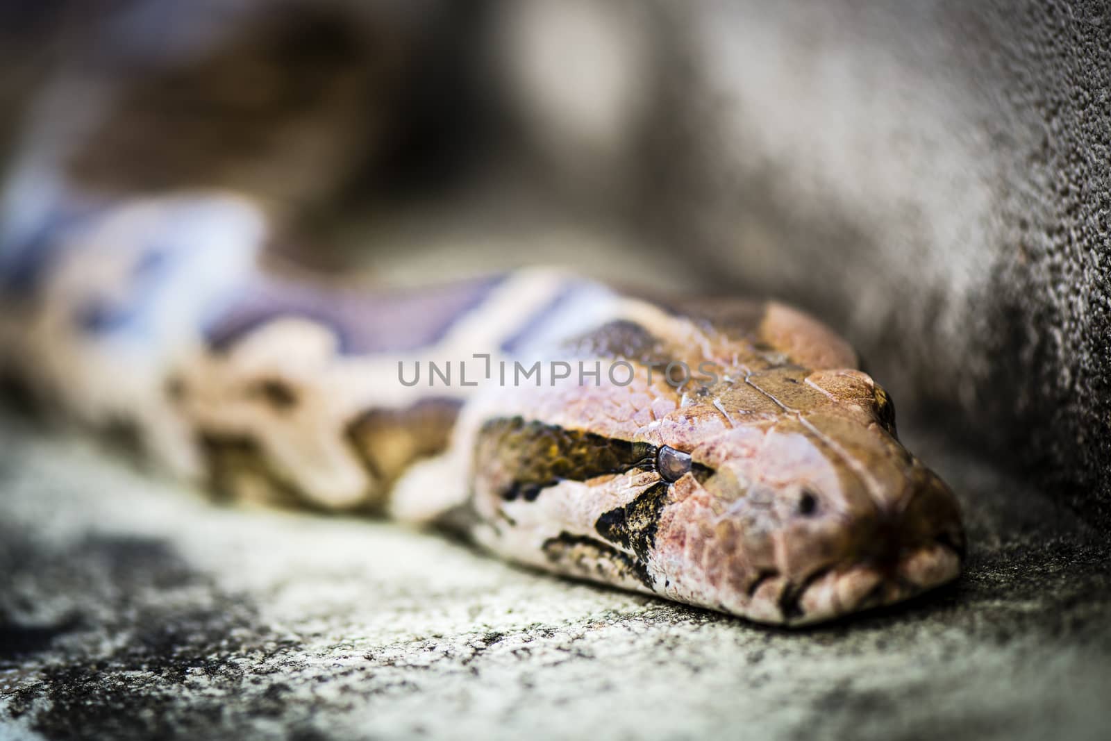 Python, is a genus of nonvenomous pythons found in Africa and Asia. Currently, 12 species are recognised. A member of this genus, Python Reticulatus, is among the longest snake species and extant reptiles in the world.

Photographed using Nikon-D800E (36 megapixels) DSLR with AF-S VR Micro Nikkor 105 mm f/2.8G IF-ED lens at ISO 100, and exposure 1/400 sec at f/3.0.