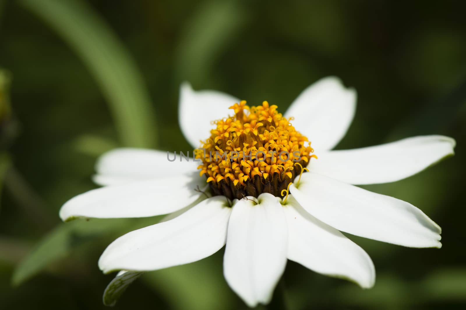 White daisy flower on a spring meadow by MohanaAntonMeryl