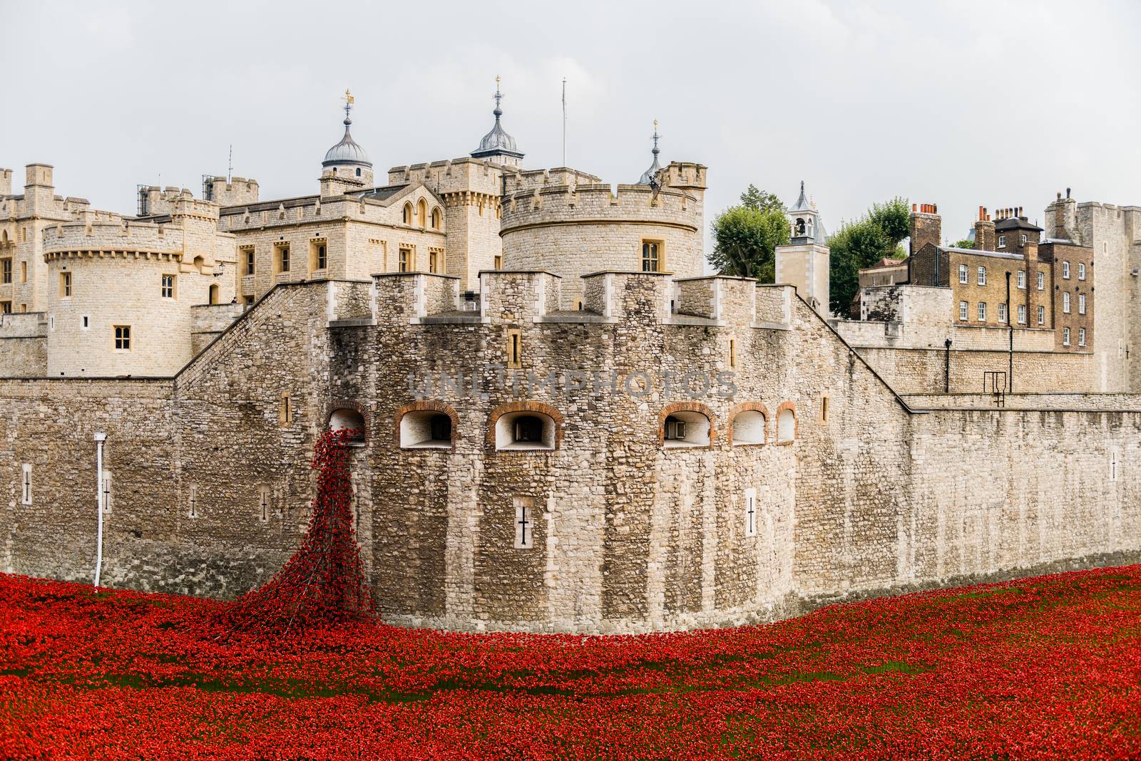 Red poppies in the moat of the Tower of London by MohanaAntonMeryl