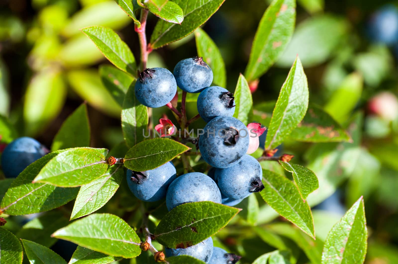 Blueberries bunch of 10 ripening at the end of the summer