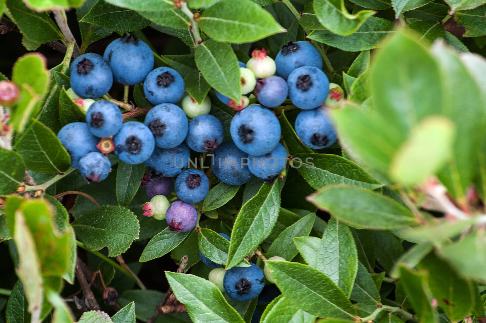 Wild Blueberries Bunch taken on Grand Manan at the end of the summer 