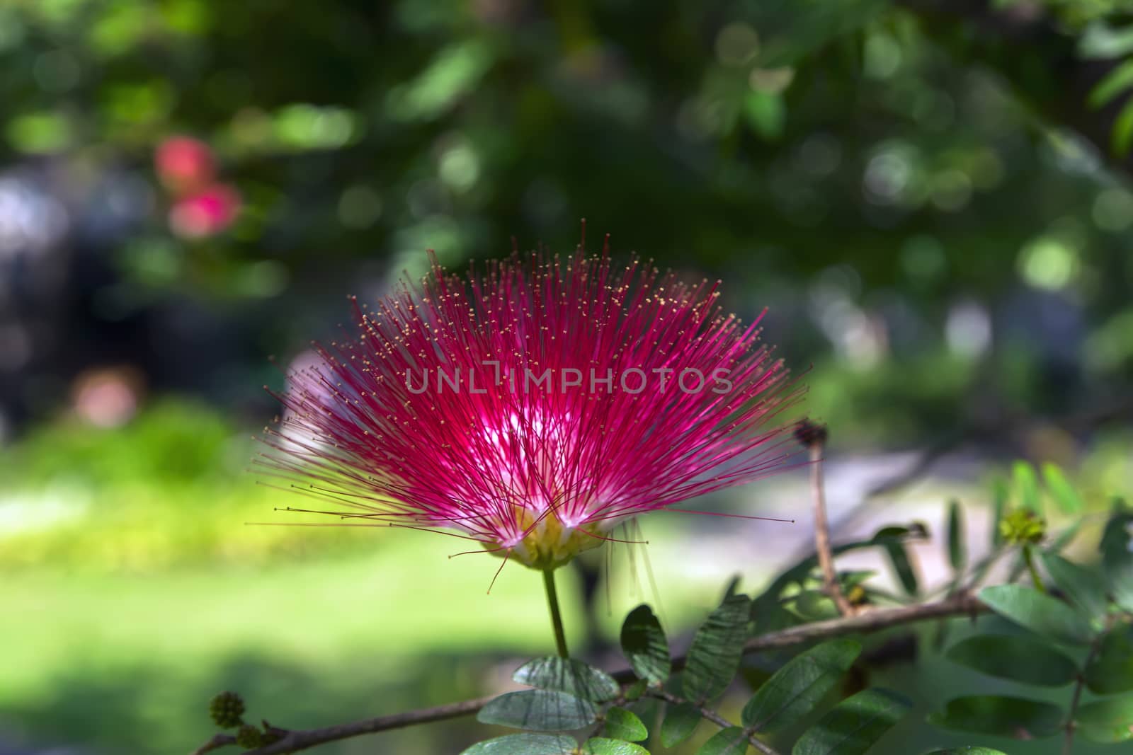 Albizia Julibrissin Flower on Green Background. by GNNick