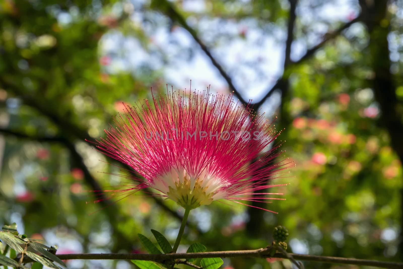 Albizia Julibrissin. by GNNick