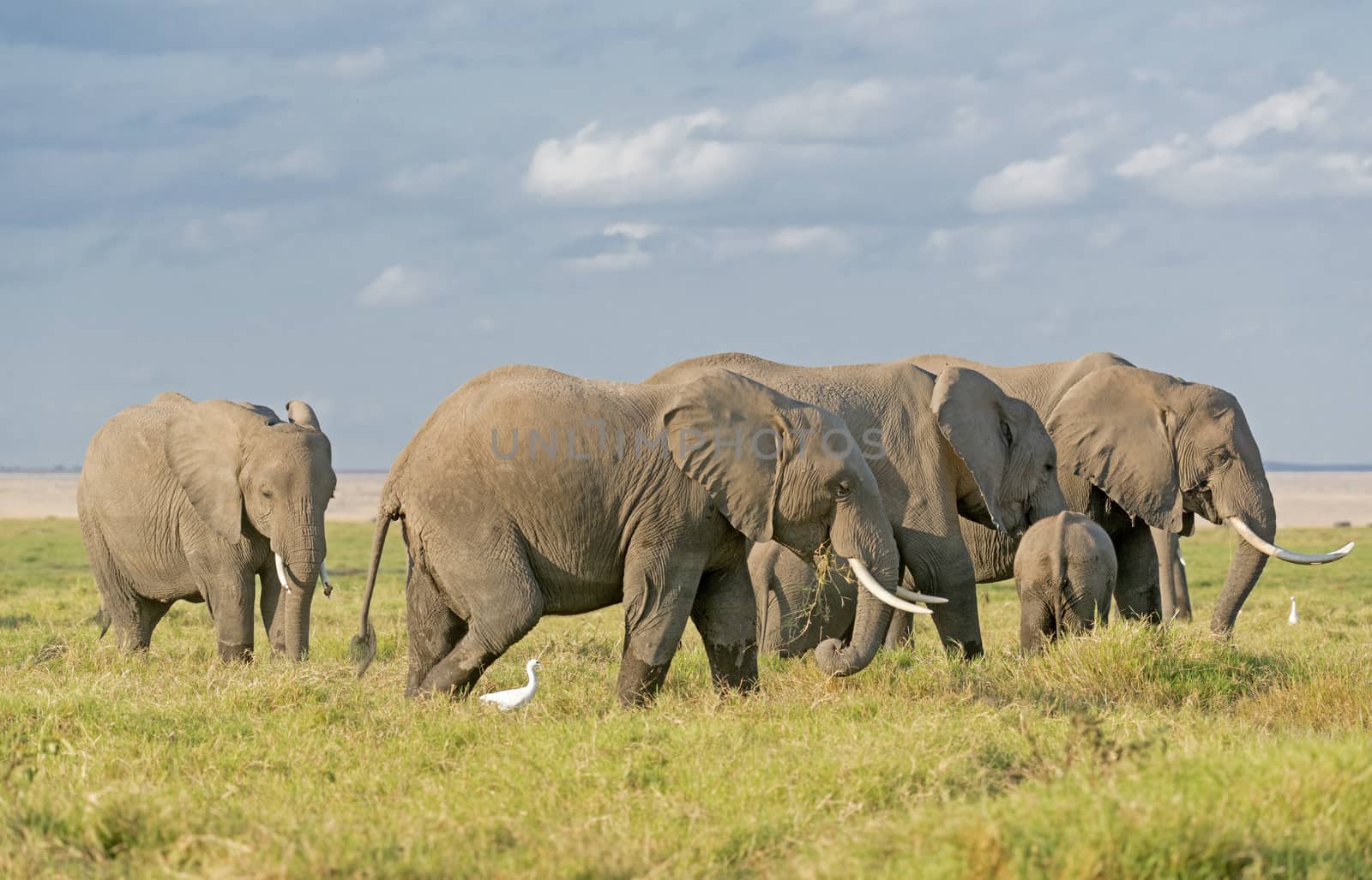 Elephants of Amboseli National Park by snafu