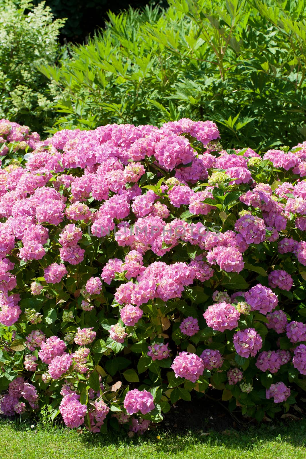 great  bush of pink flower hydrangea blooming in the garden