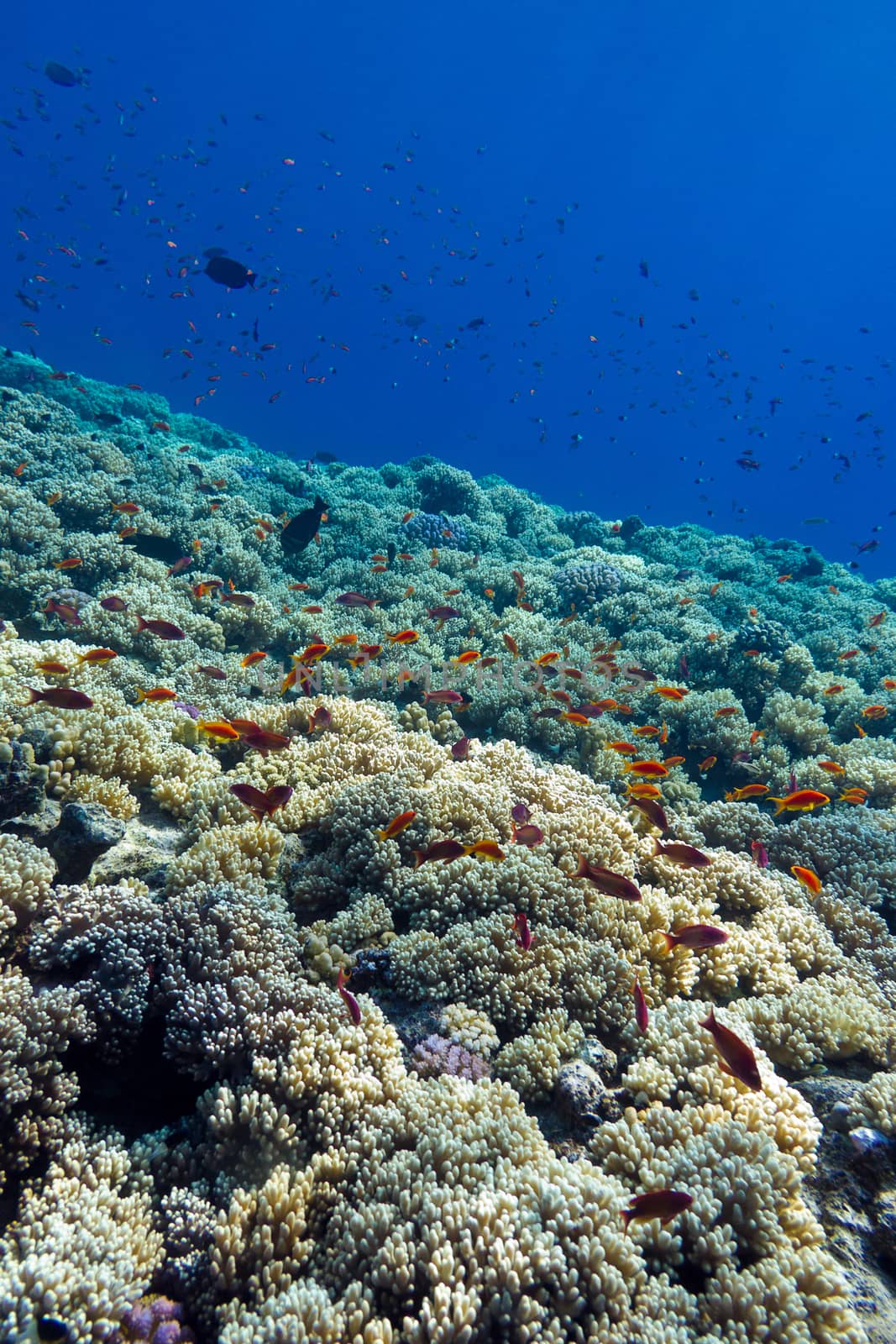 colorful coral reef with hard corals on the bottom of tropical  sea by mychadre77