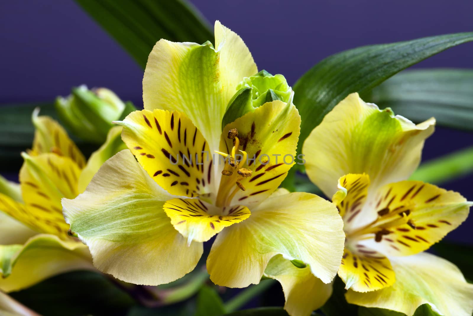 flowers of yellow blooming alstroemeria with leafes  by mychadre77