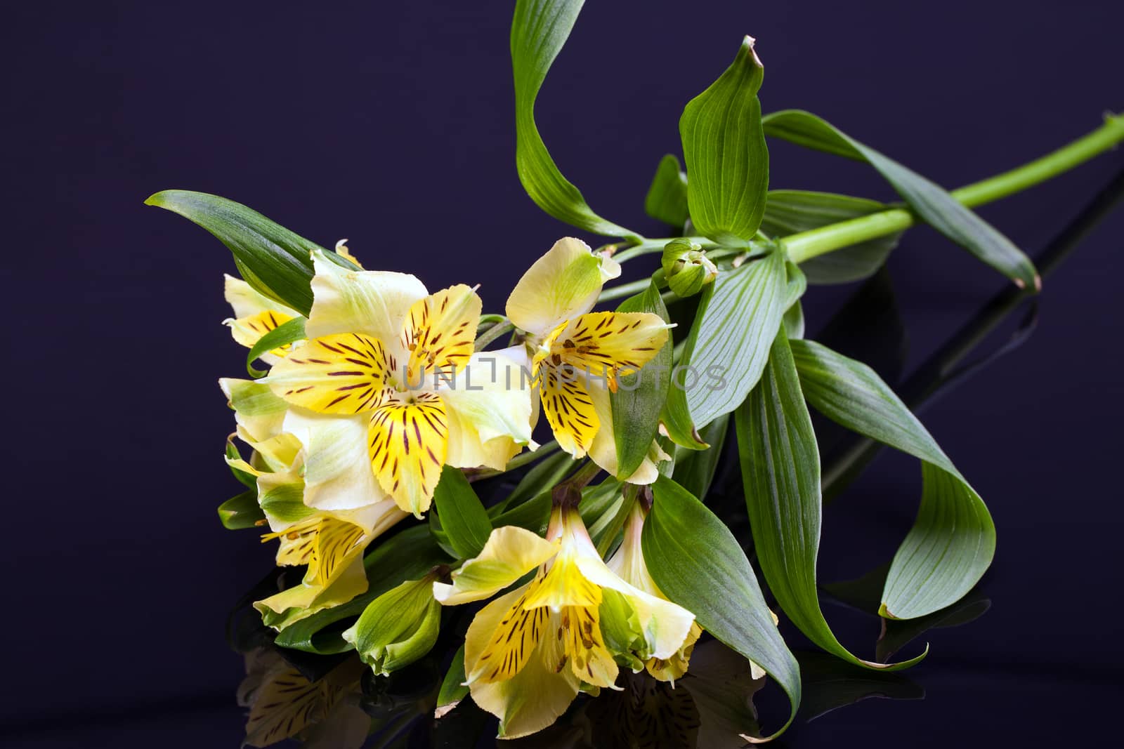 flowers of yellow blooming alstroemeria with leafes isolated on black background