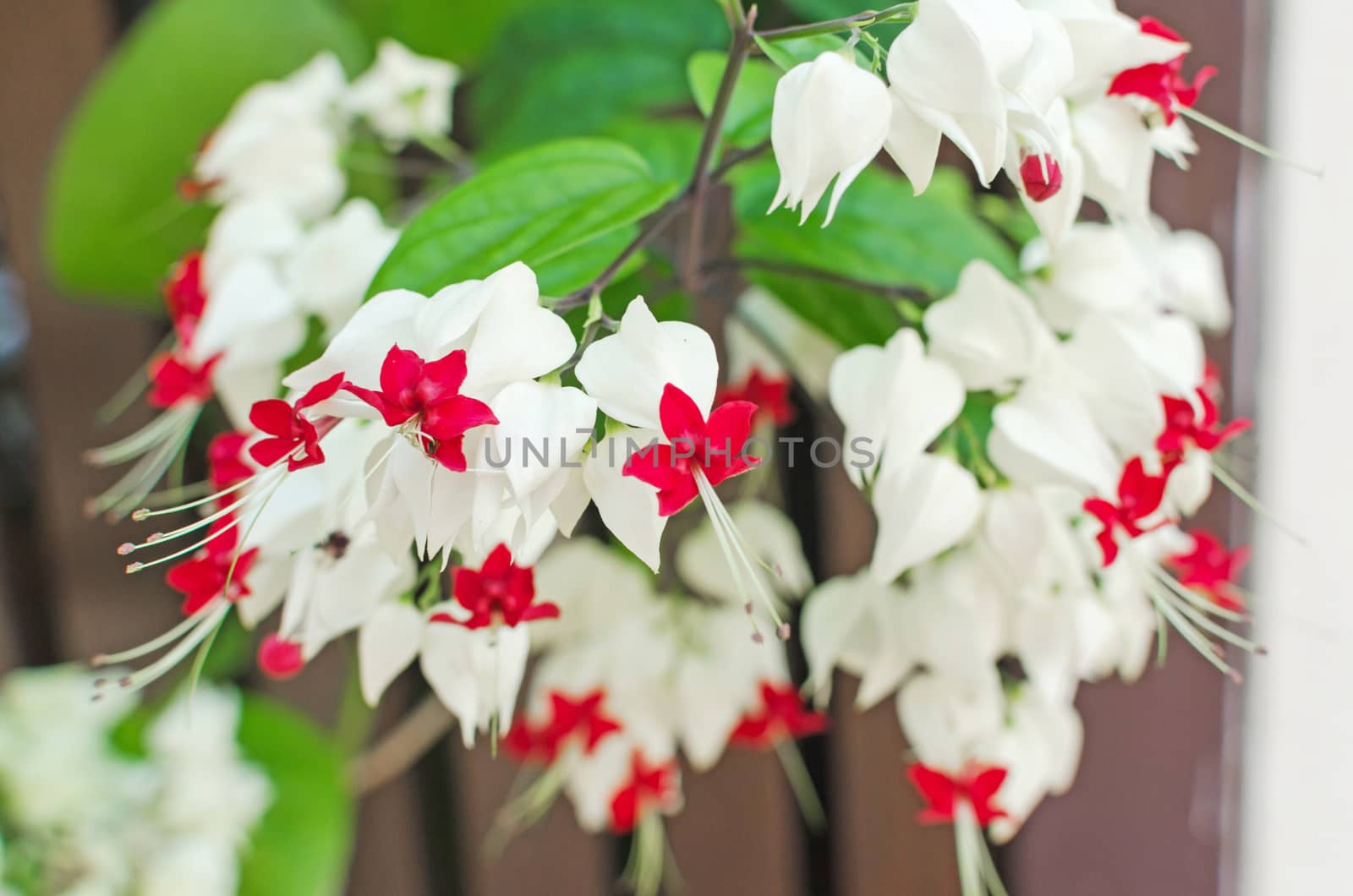 white flowers and red colors on center point .