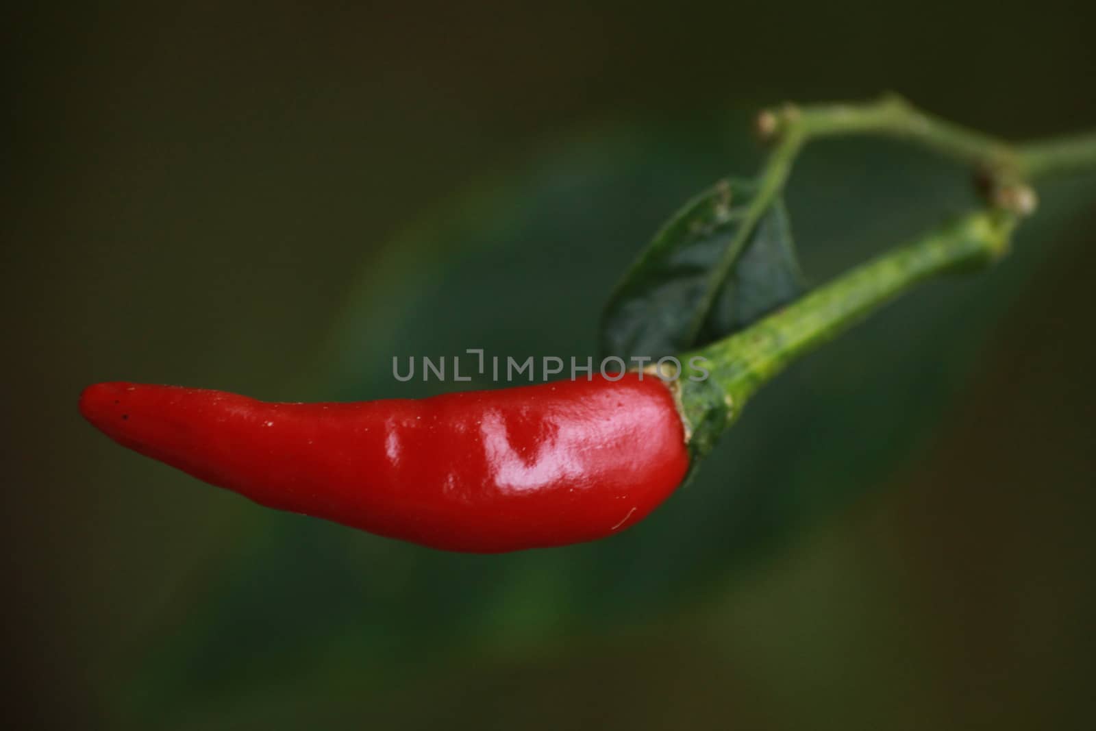 Red Thai pepper by kaidevil
