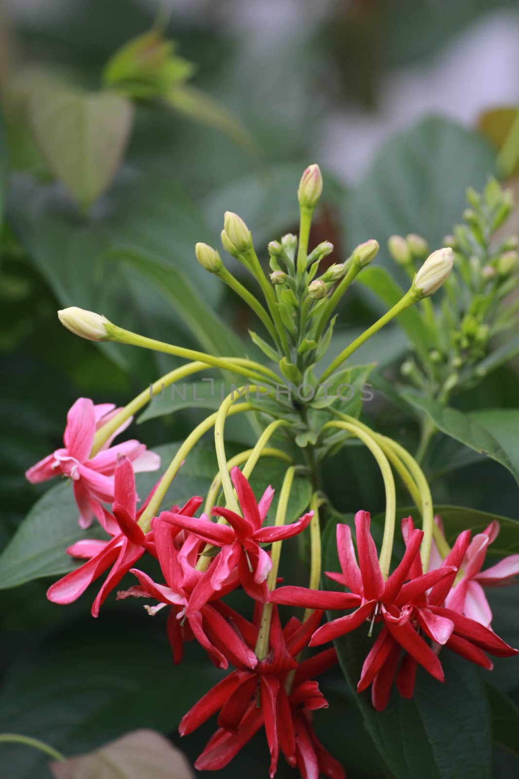 The Rangoon creeper are blooming in front of my house.It smell with  fragrance