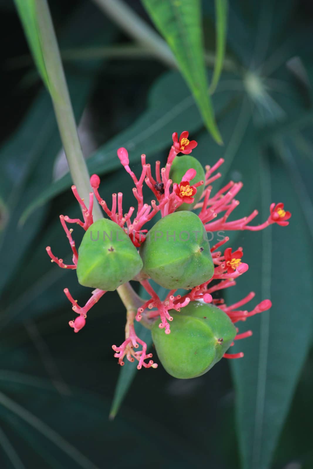 The thai folk herb name Jatropha  podagrica is used medicinally.