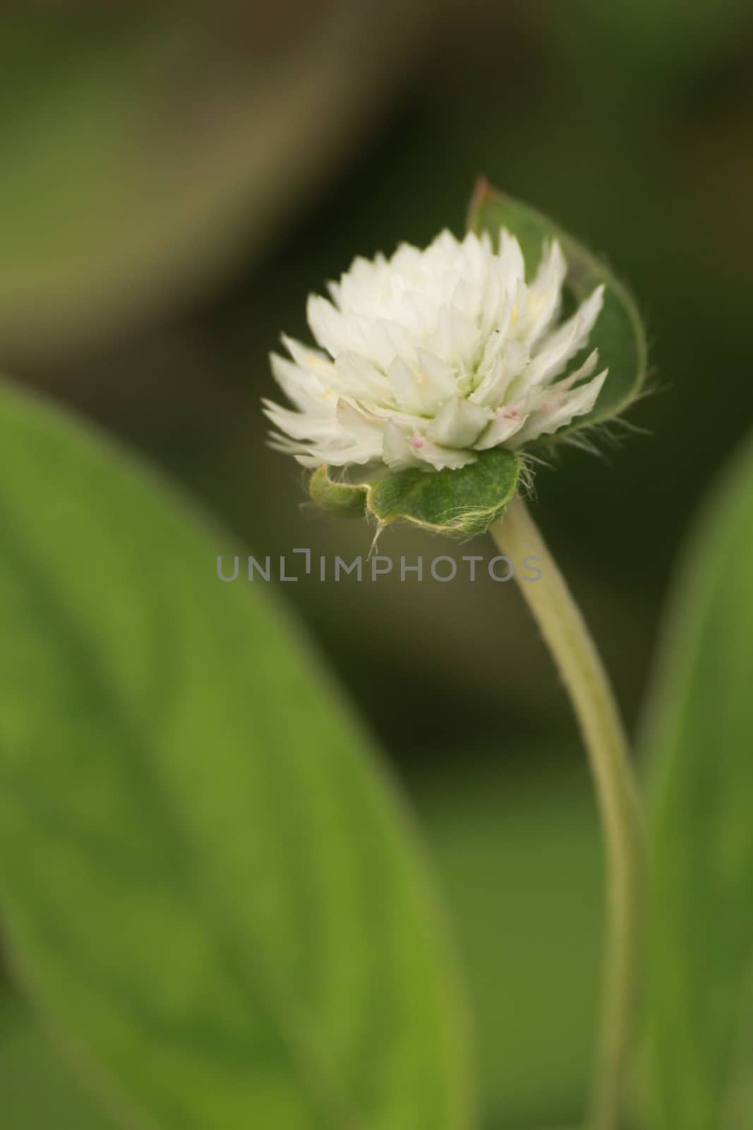 The white globe amaranth are blooming in my garden.