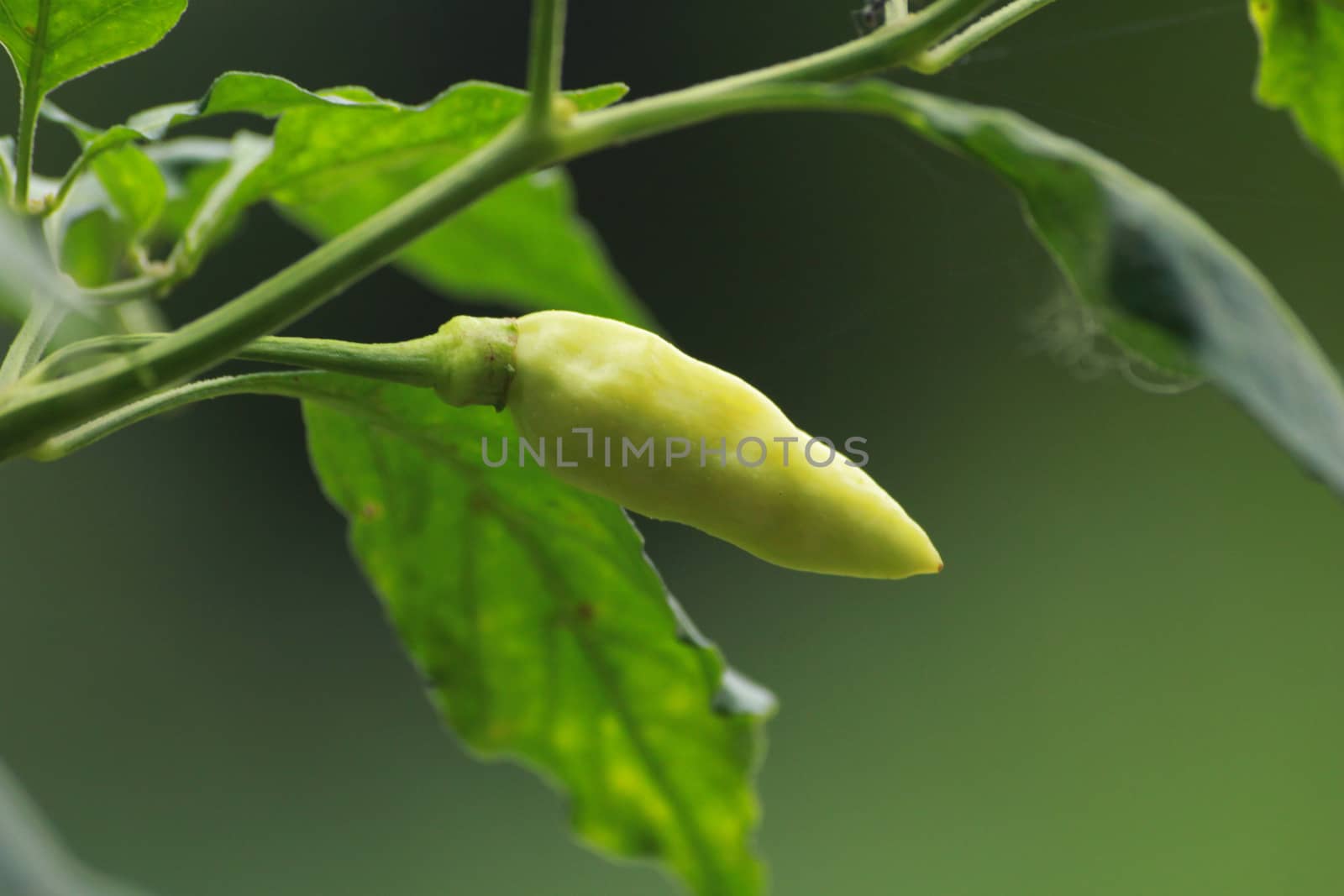 White Thai pepper by kaidevil