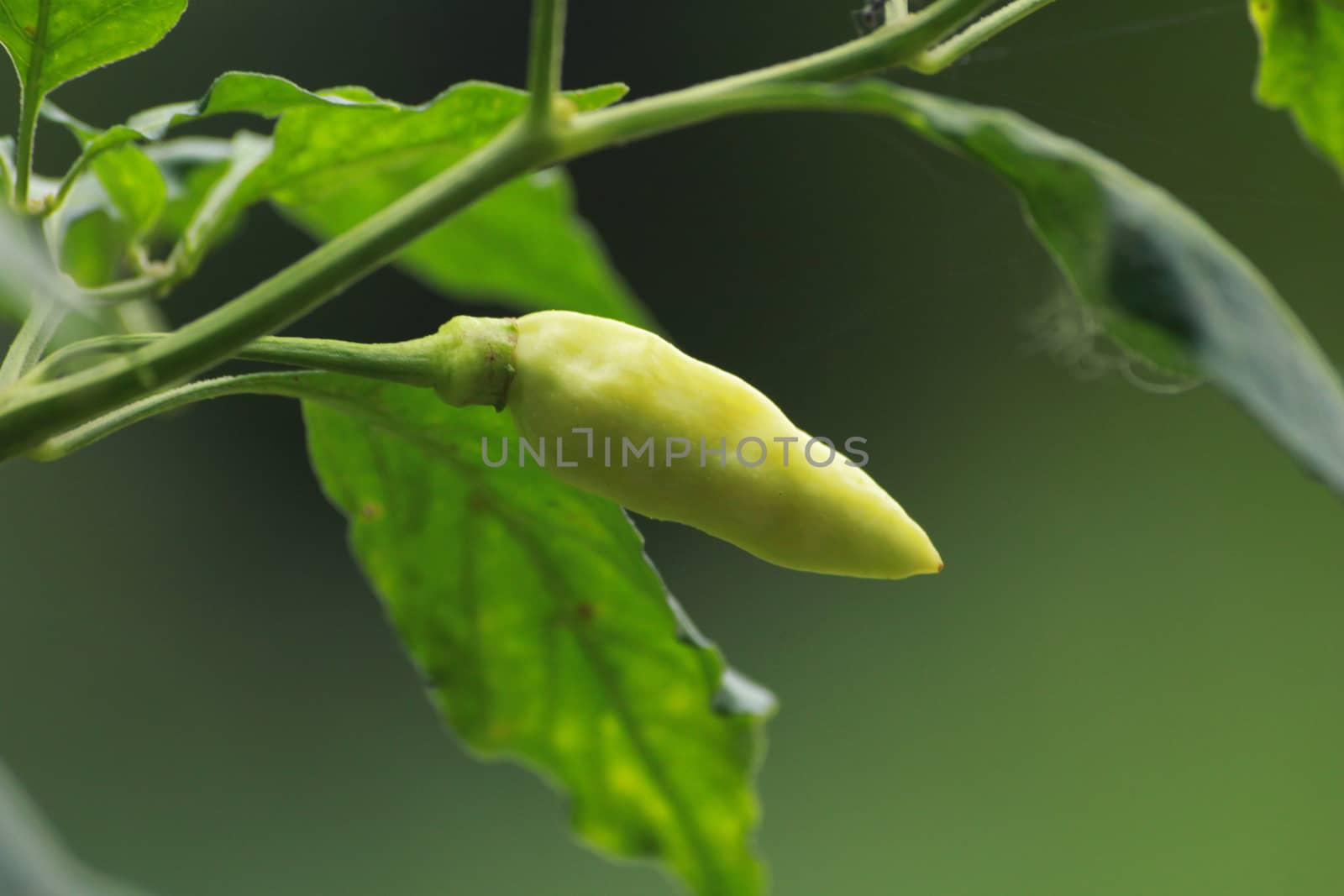 Thai pepper used as ingrediant  in various kinds of Thai food.