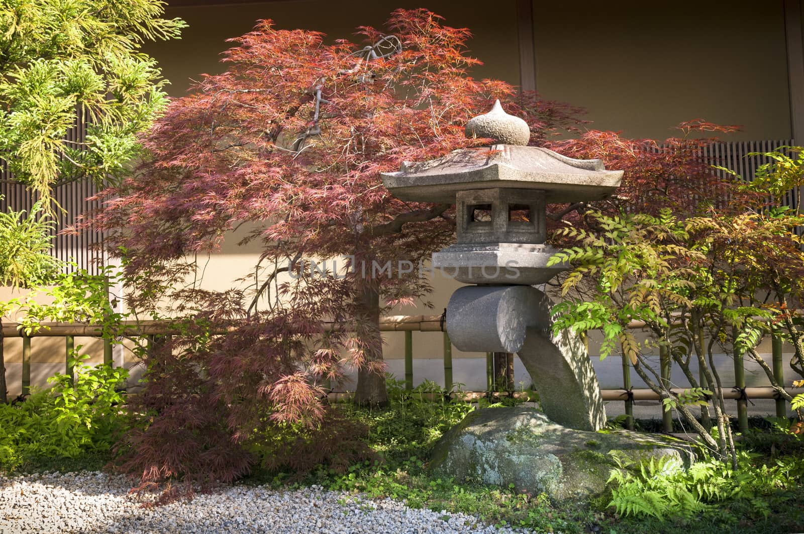 Japanese stone lantern and red-maple tree in quiet zen garden in Tokyo Japan