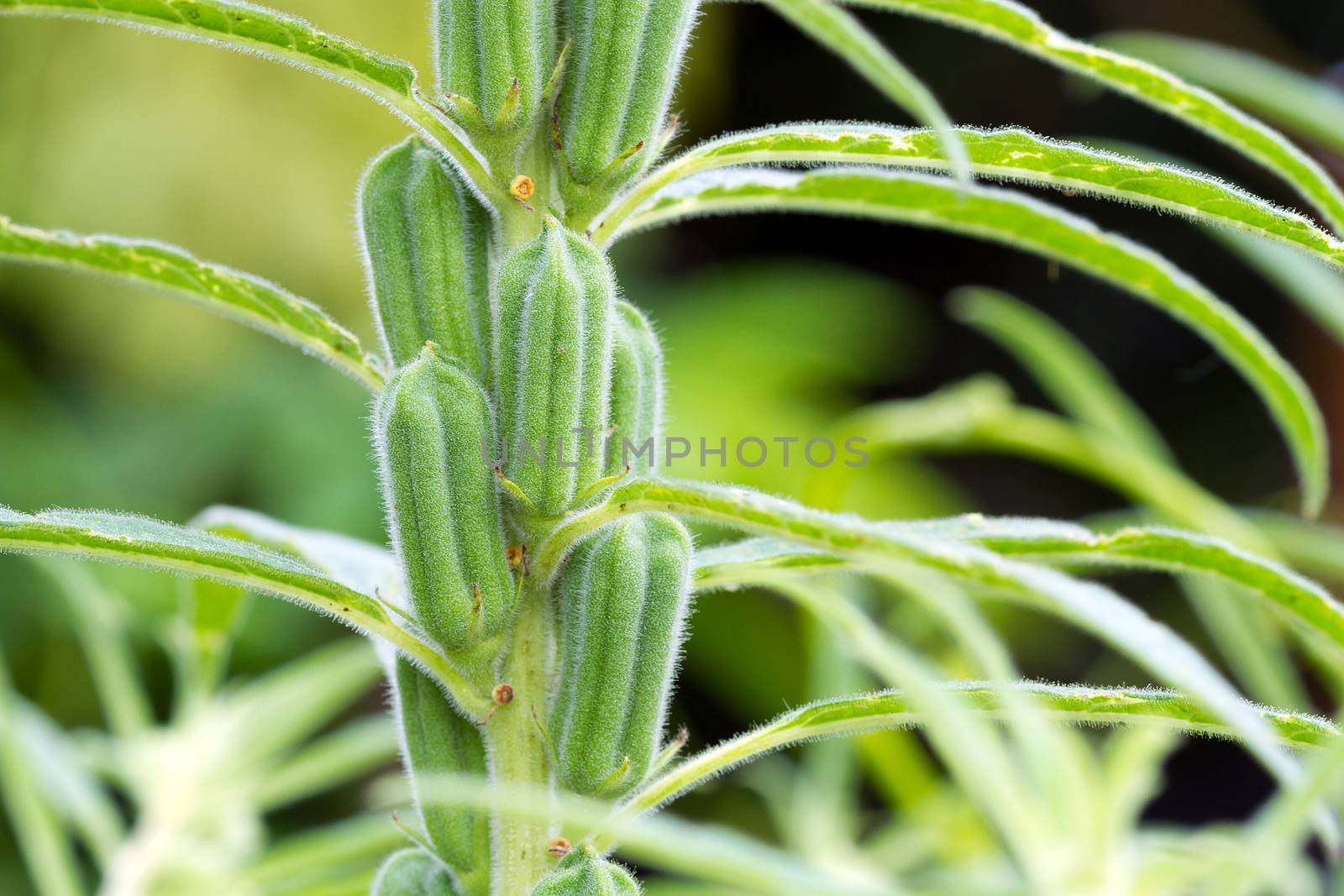 Black sesame plant growing in nature