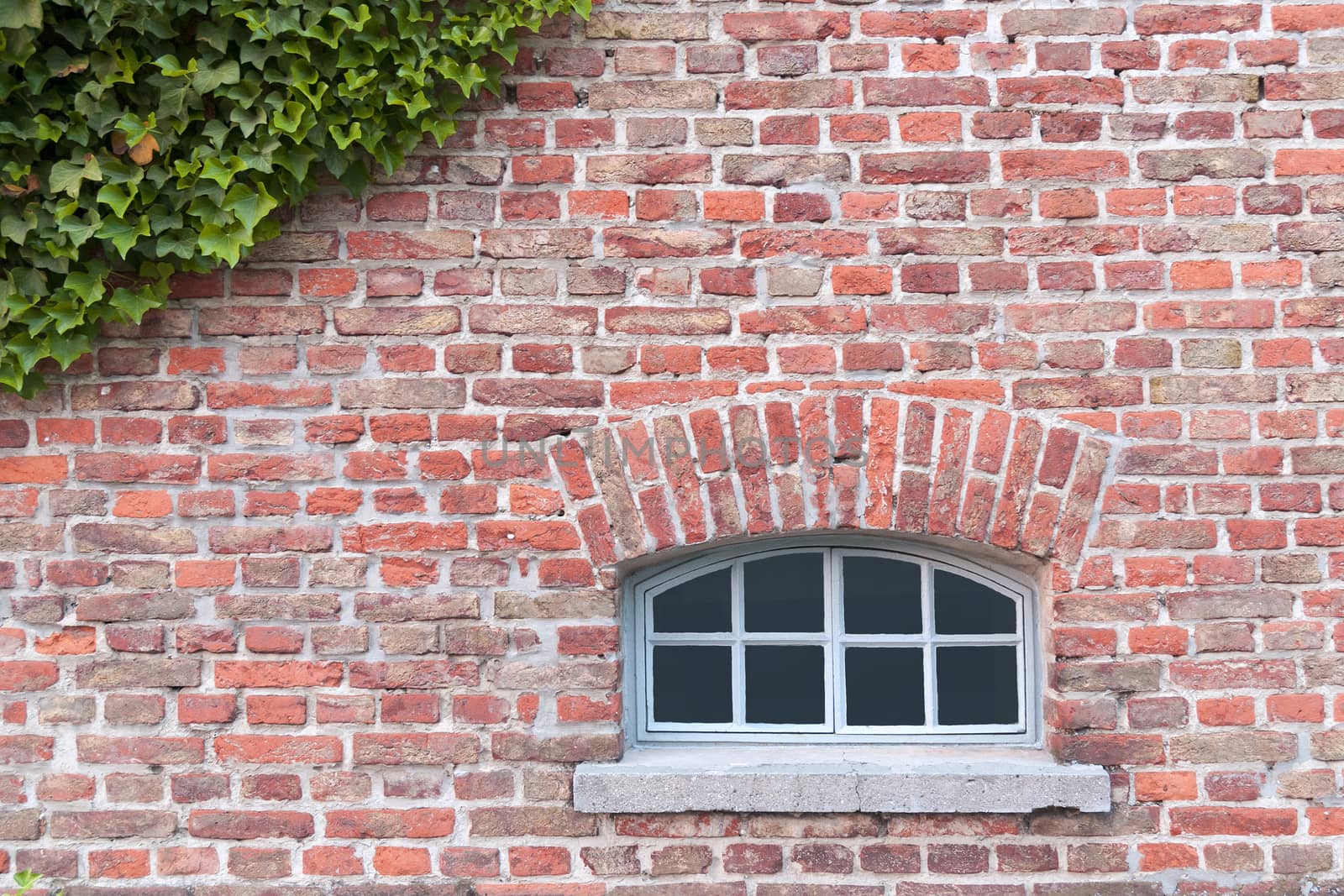 old red brick wall with window and ivy branches on top