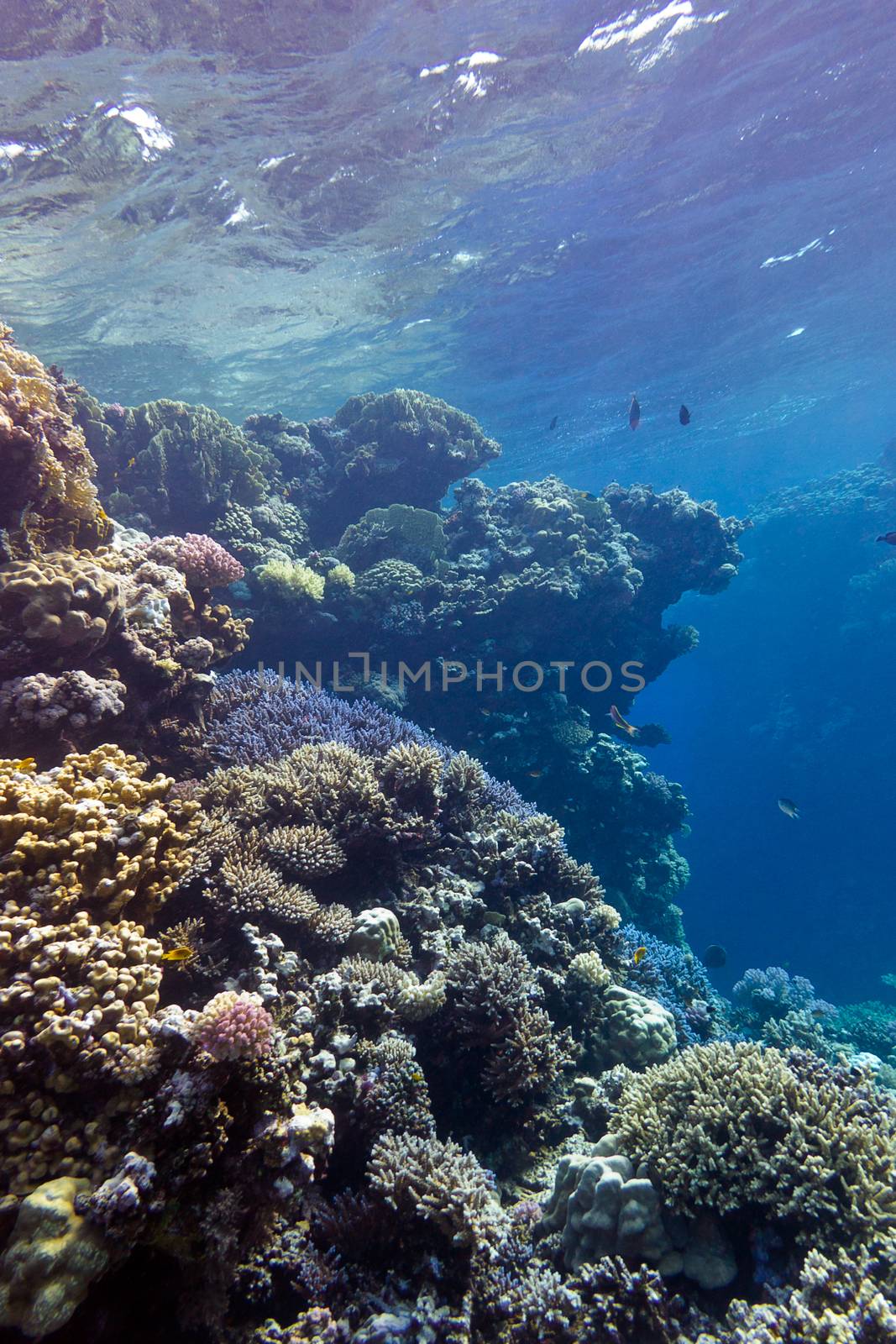 coral reef with great hard corals at the bottom of tropical sea by mychadre77