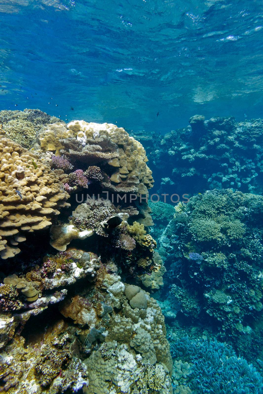 coral reef with hard corals at the bottom of tropical sea on blue water background