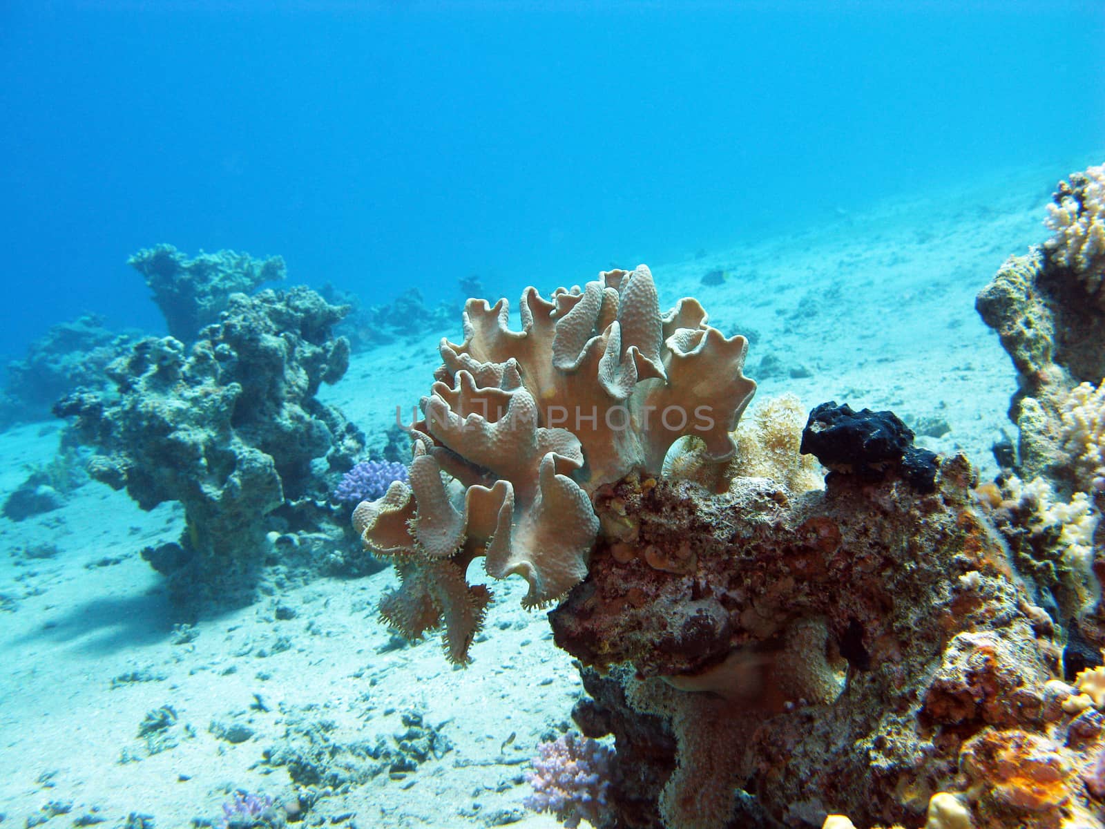 coral reef with great soft coral at the bottom of tropical sea by mychadre77