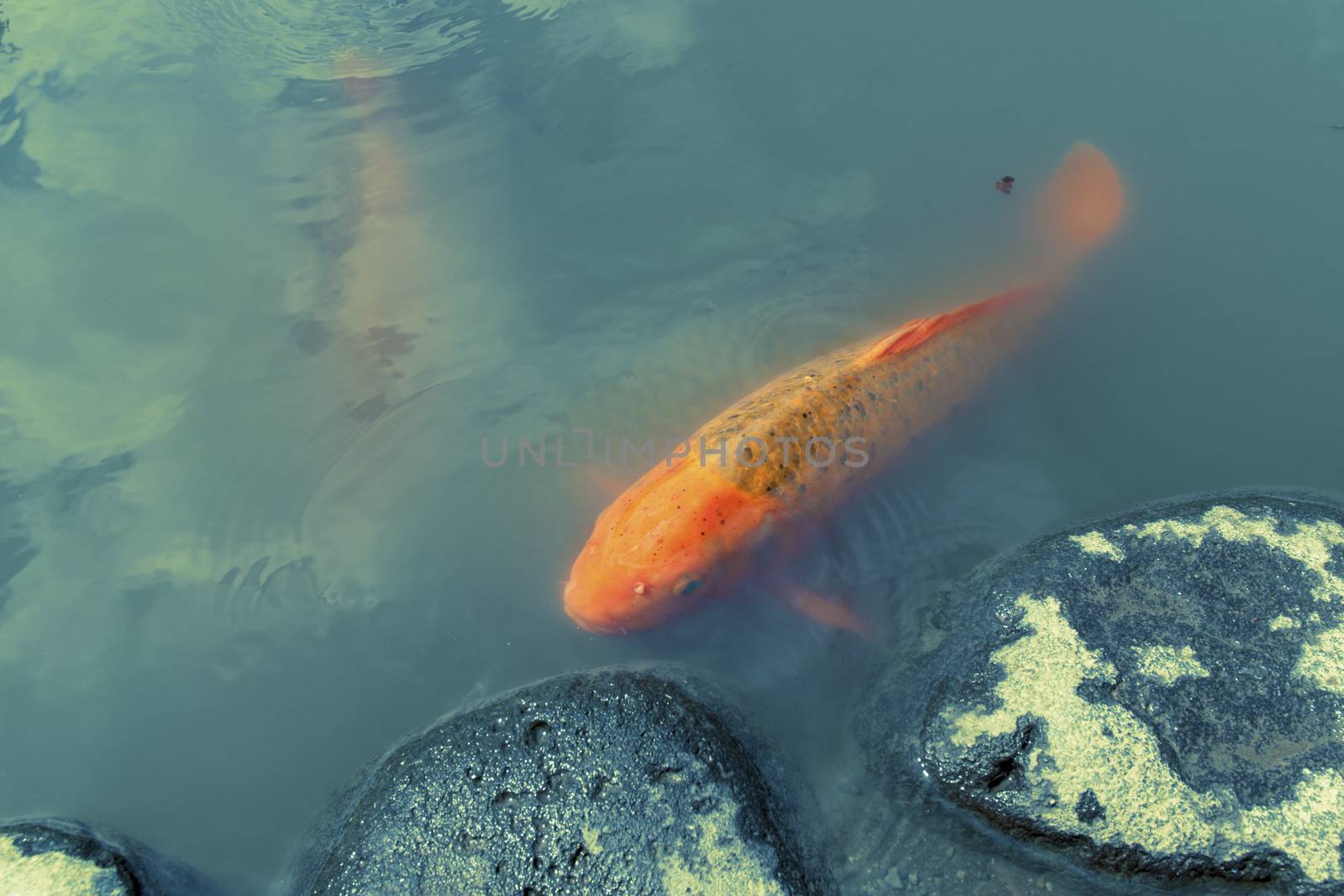red koi fish close to stone steps in Japanese pond