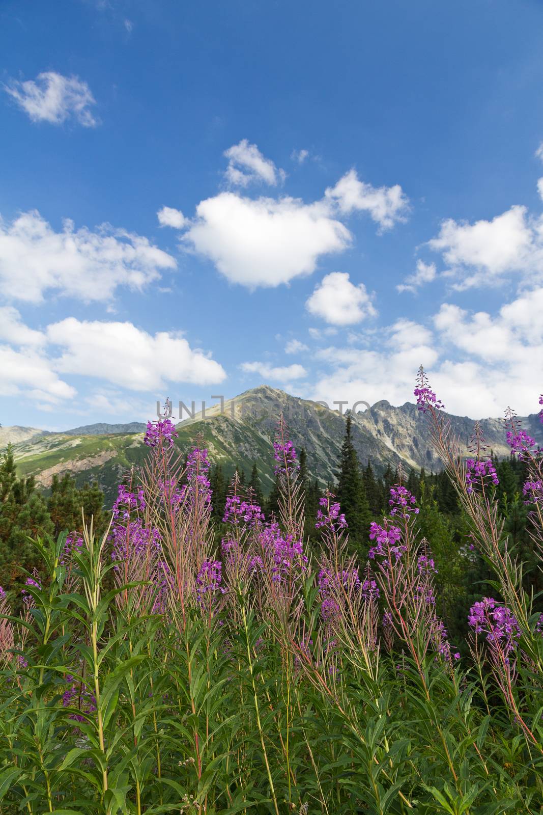 view on mountains and violet flowers fireweed on blue sky background by mychadre77