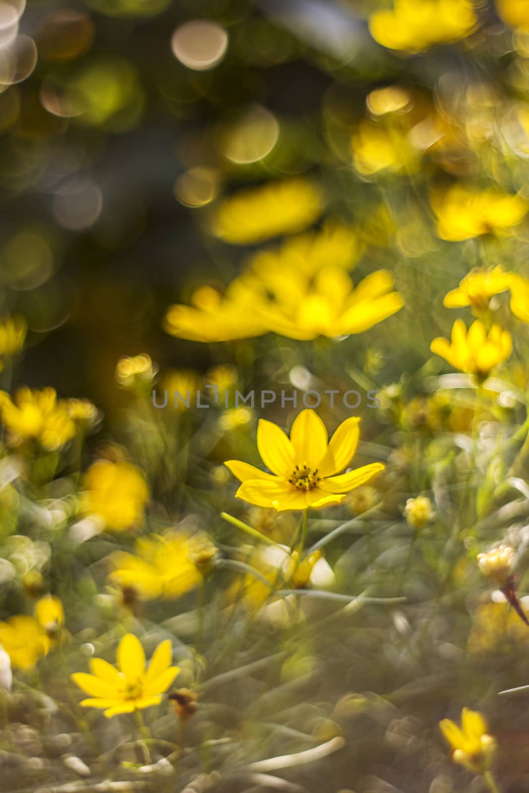 cosmos flowers with bokeh - abstract