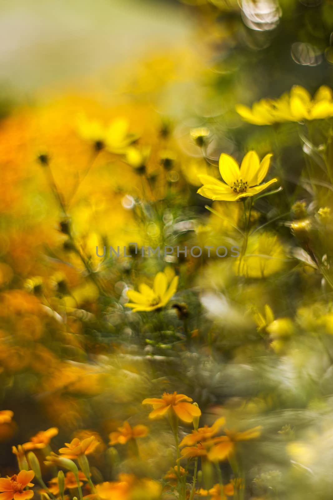 cosmos flowers with bokeh - abstract