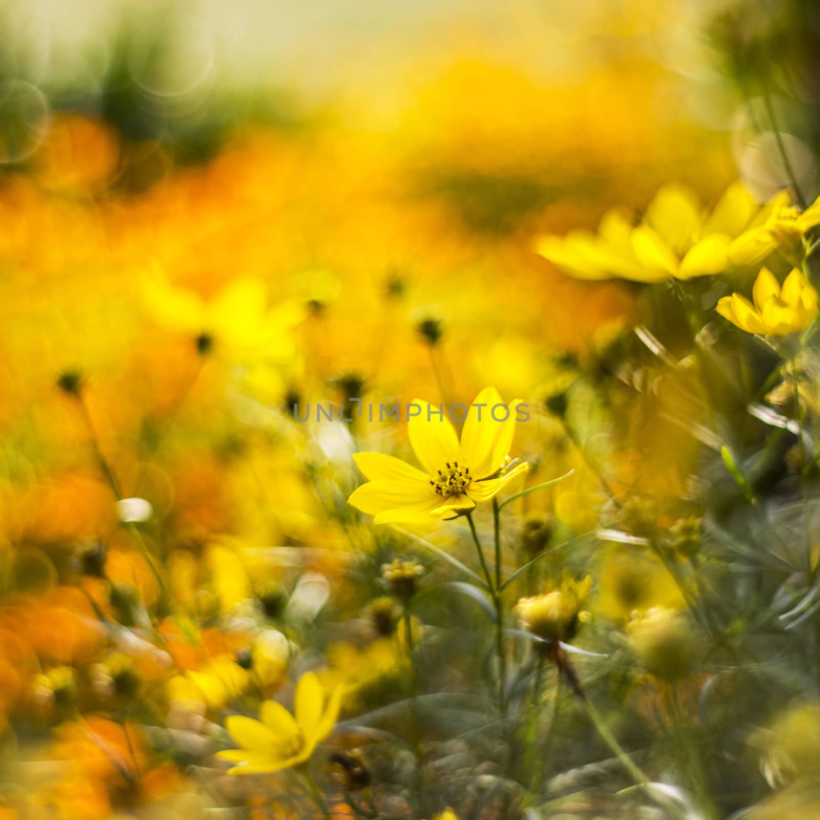 cosmos flowers with bokeh - abstract by miradrozdowski