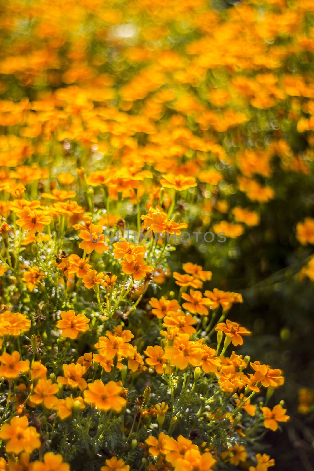 cosmos flowers with bokeh - abstract