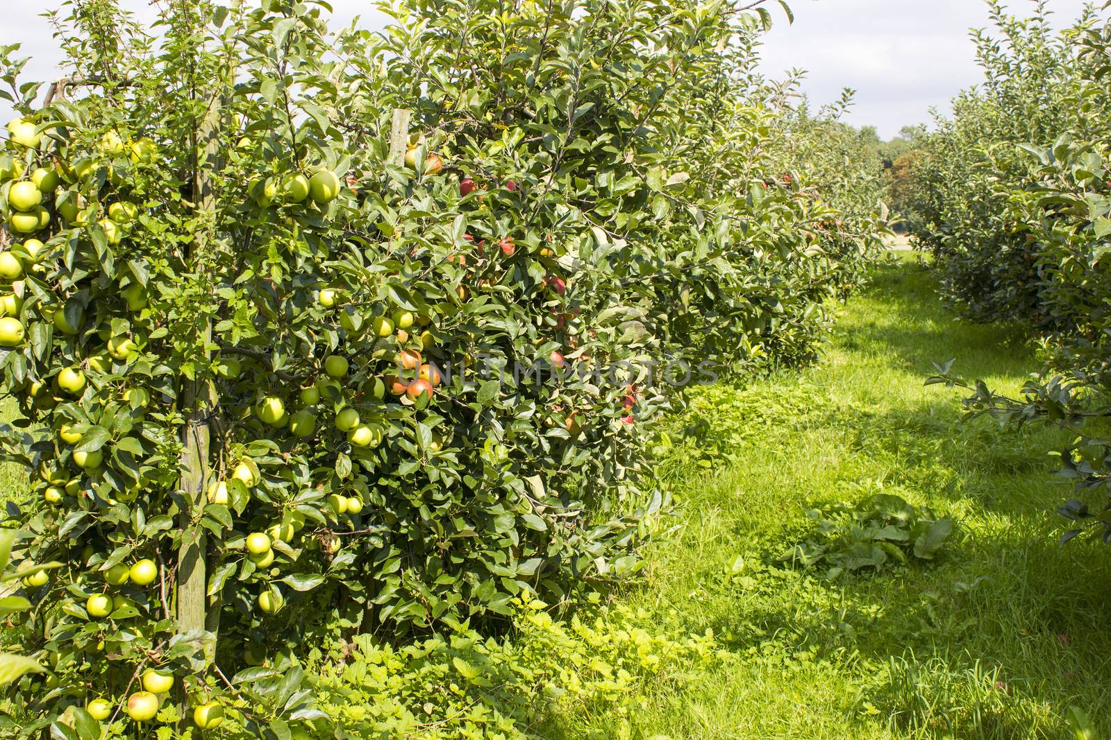 apples on apple tree branch by miradrozdowski