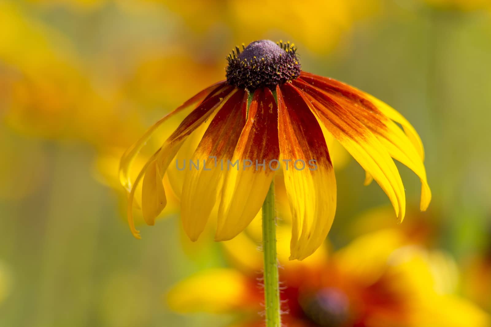 Rudbeckia flower in nature by miradrozdowski